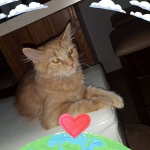 Meet your Posher, Norma